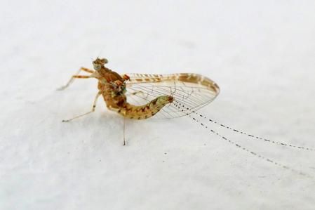 La efímera, en detalle.