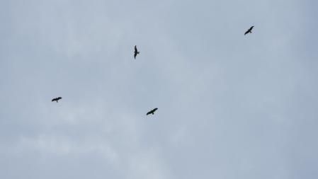 Reto visual: ¿Puedes ver dónde está el milano negro y el milano real?