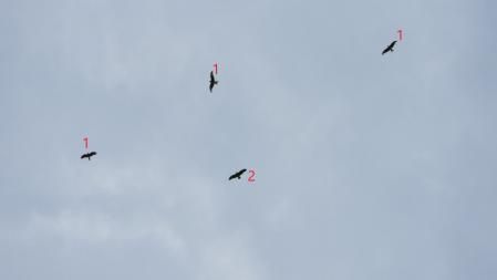 Solución al Reto visual: el número 1 es el milano real y el 2 es el milano negro.