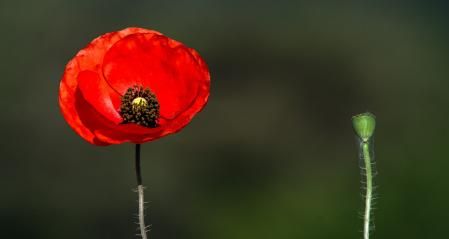 Amapola abriéndose.