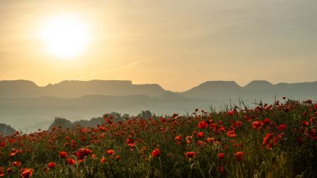 Paisaje de calima al amanecer.