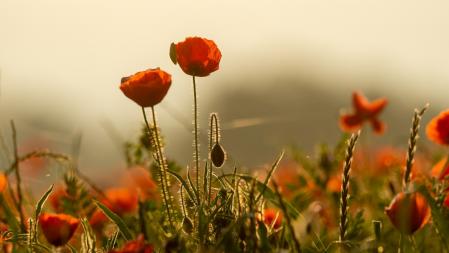 Amapolas entre la calima.