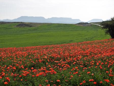 Campo de amapolas con la sierra de Cabrera de fondo.