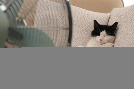 Las temperaturas elevadas también afectan a los animales domésticos y alteran su salud y bienestar   .