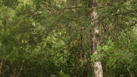 La posición del pájaro señalizada, como solución al Reto visual.