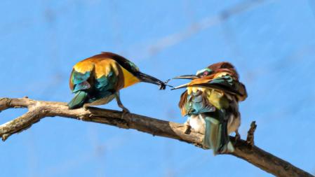 El ritual de la comida.