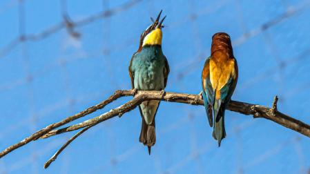 La hembra se come la comida que le ha regalado el macho.