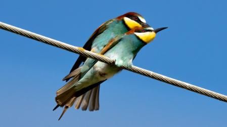 El cortejo culmina con el apareamiento.