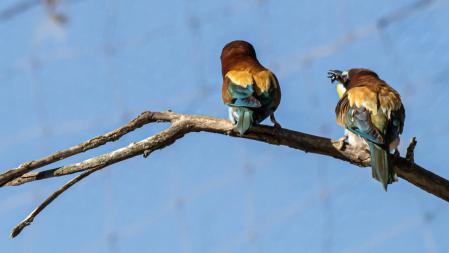 La comida, clave en el ritual del apareamiento.