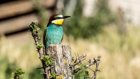 El inconfundible abejaruco.