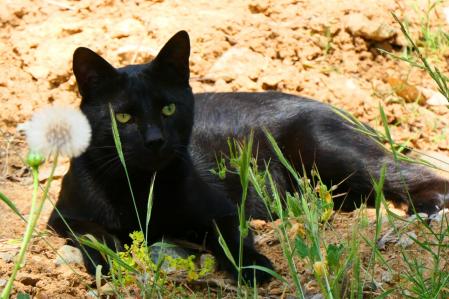 Gato negro.