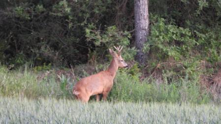 El corzo en detalle.