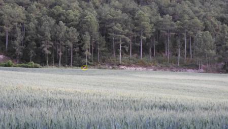 Solución al Reto visual del corzo.