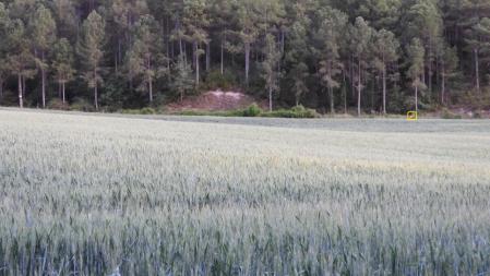 La posición del corzo señalizada.