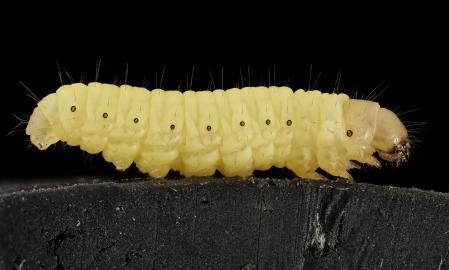 Larva de 'Galleria mellonella'  .