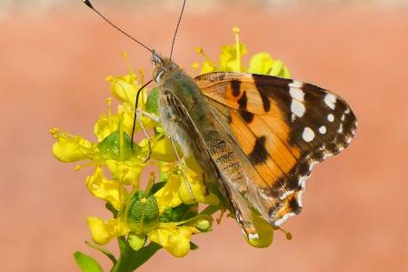 Mariposa Vanessa retratada en el monasterio de Pedralbes.
