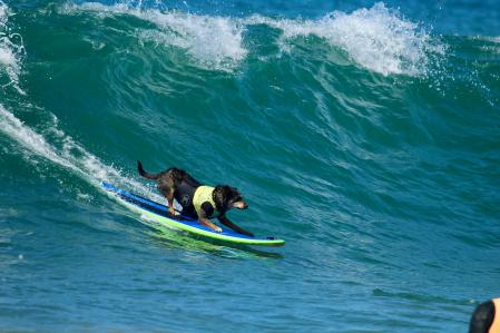 surf perros asturias