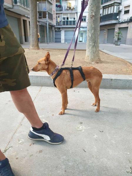 El perro de la pareja austriaca apareció dos meses después
