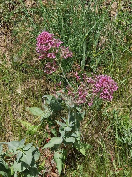 Camino de flores hasta el Tibidabo.