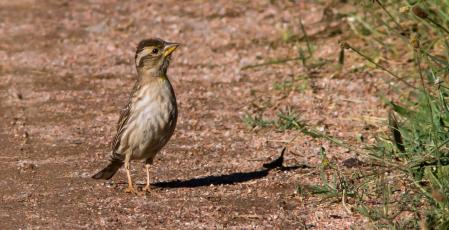 Gorrión en Sant Bartomeu del Grau.