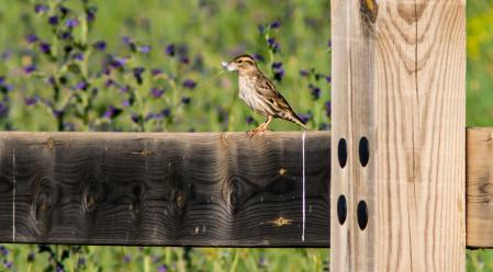 Gorrión en Sant Bartomeu del Grau.
