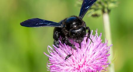 La cara del abejorro carpintero.