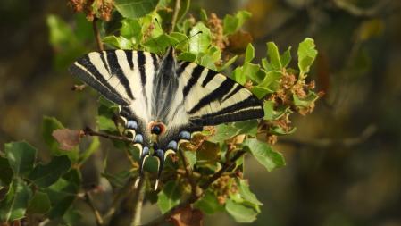 La mariposa cebrada, en detalle.