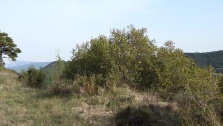 Reto visual: ¿Eres capaz de localizar a la mariposa?