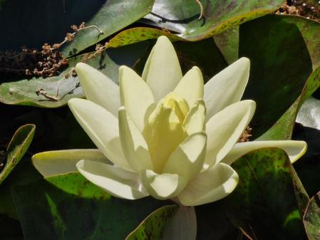 Nenúfares en los jardines de Mossèn Cinto Verdaguer.