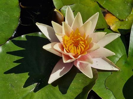 Nenúfares en los jardines de Mossèn Cinto Verdaguer.