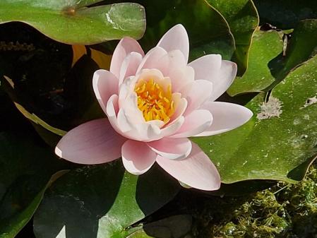 Nenúfares en los jardines de Mossèn Cinto Verdaguer.
