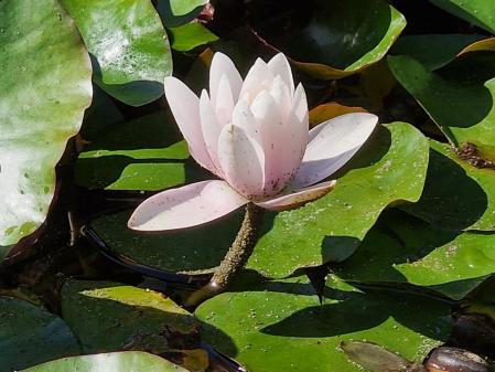 Nenúfares en los jardines de Mossèn Cinto Verdaguer.