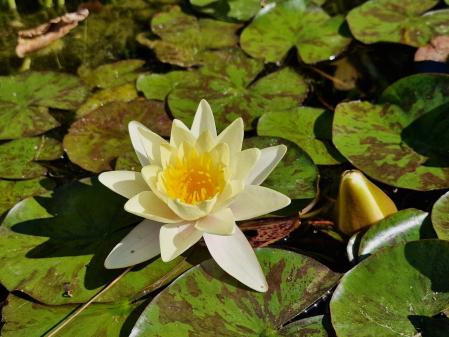 Nenúfares en los jardines de Mossèn Cinto Verdaguer.