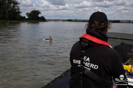 Seguimiento de la orca en aguas del río Sena   .