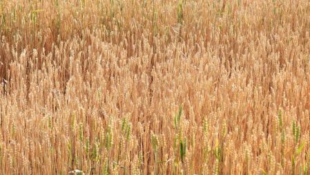 Reto visual: ¿Puedes ver a la libélula?