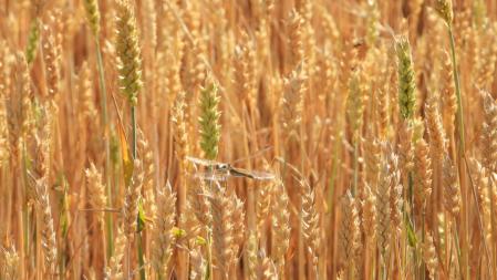 La libélula, en detalle.