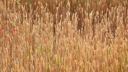 Solución al Reto visual, con la libélula señalizada (y también, las hormigas).