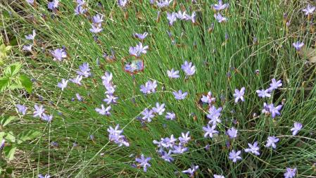 Solución al Reto visual, con la posición señalizada de las dos mariposas.