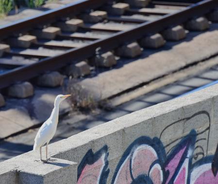 La garza sobre el muro de separación de la línea férrea con los terrenos de la
subestación eléctrica en Glòries.