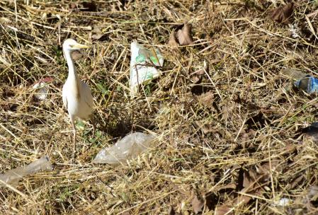 La garza caminando entre la basura, en Glòries.