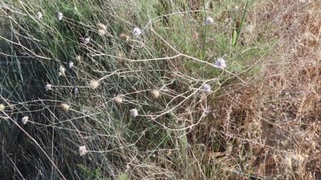 Reto visual: ¿Puedes localizar a la avispa?