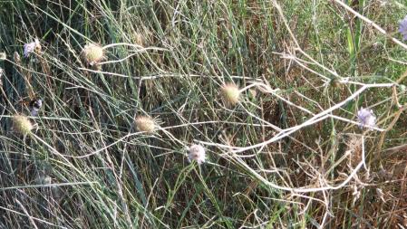 Reto visual: ¿Dónde está la avispa?