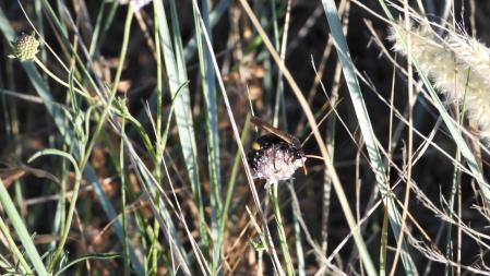 Reto visual: la avispa en detalle.