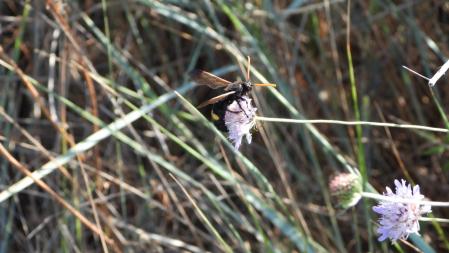 Reto visual: esta es la avispa que buscamos.