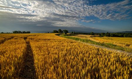 La belleza de los campos de trigo en Gurb.