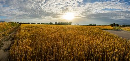 La belleza de los campos de trigo en Gurb.