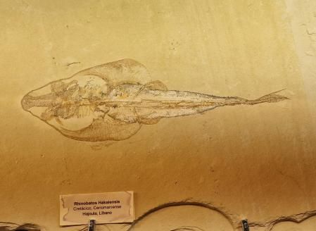 Fósil encontrado en el Líbano.