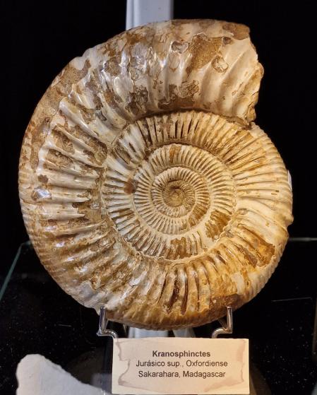 Muestra del Jurásico.