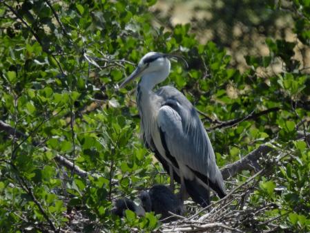 Garza real en el Ter.