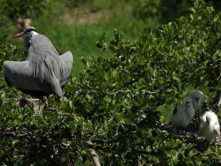 Garza real en el Ter.
